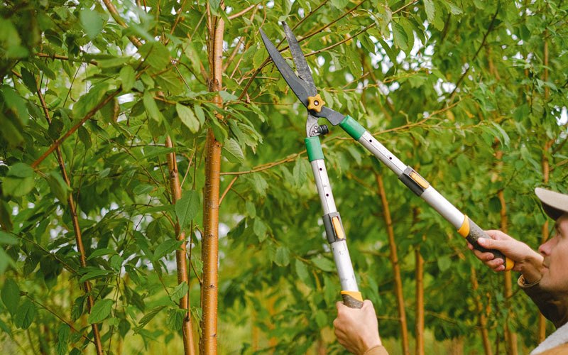 Tree trimming in Springfield, TN